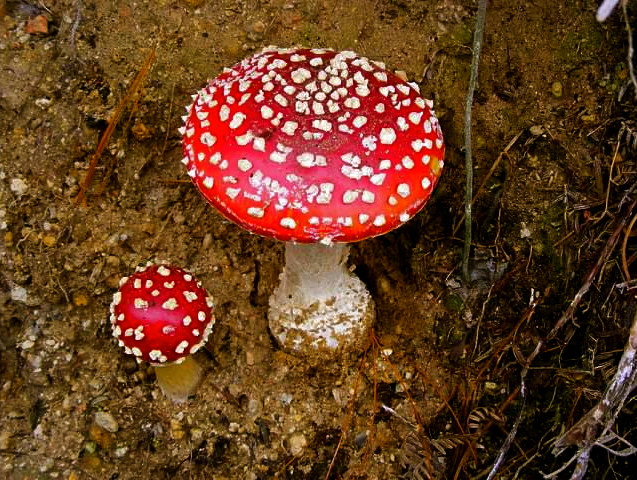 New Zealand mushroom