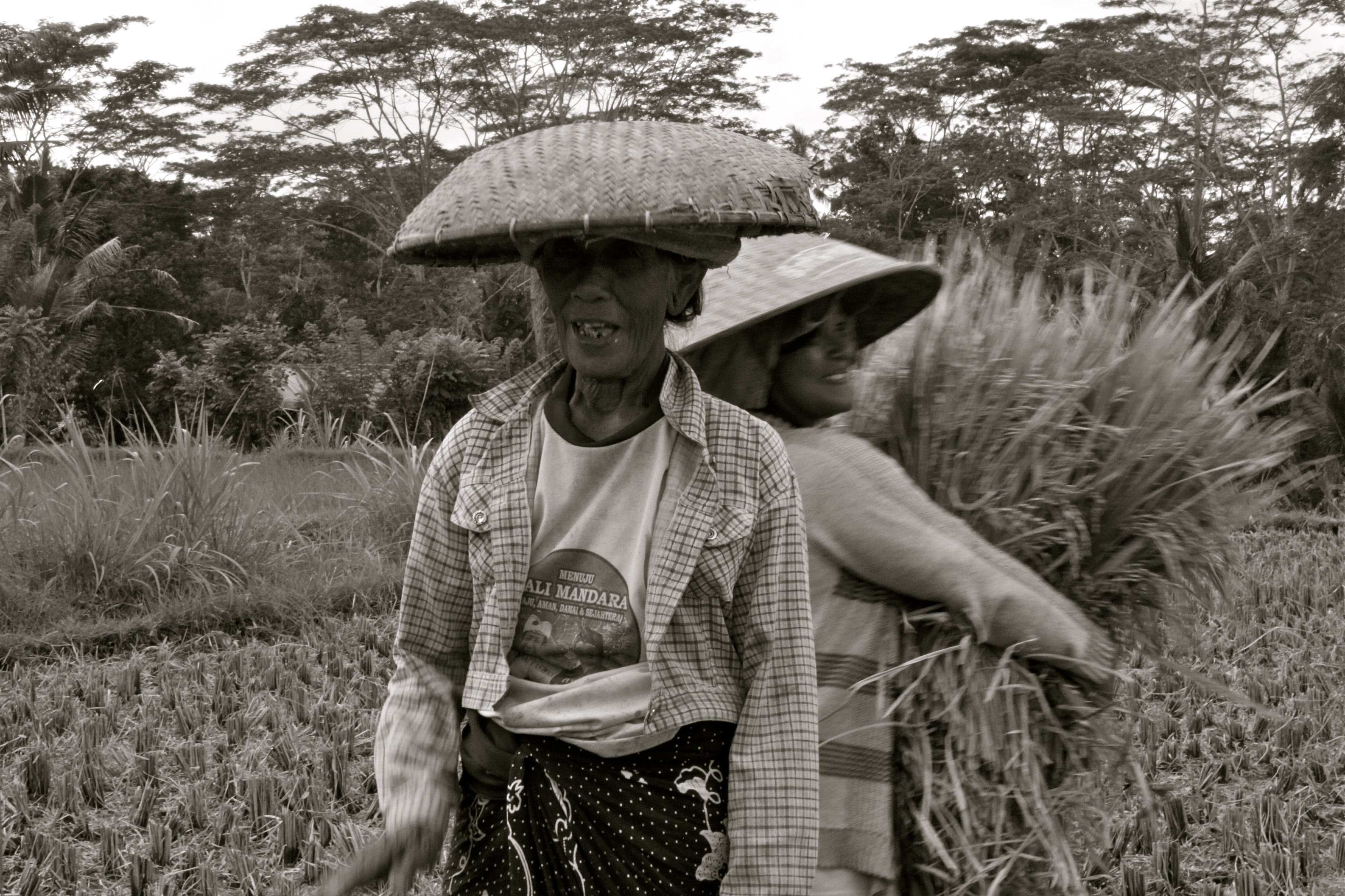 rice harvester bali