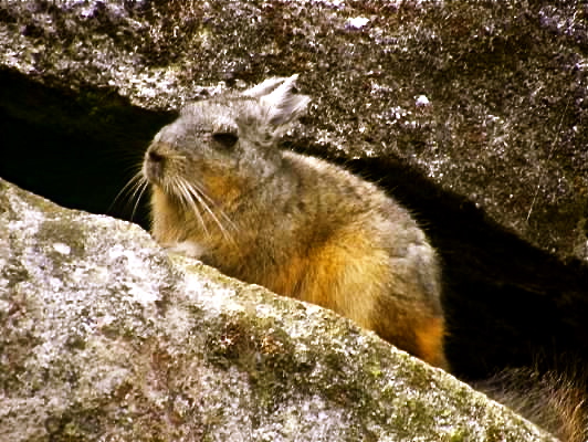 pika machu picchu peru