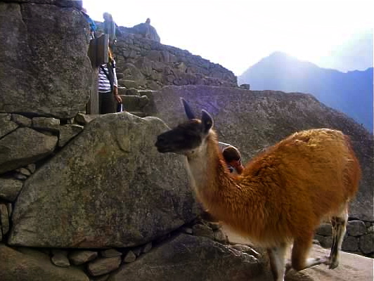 llama machu picchu peru