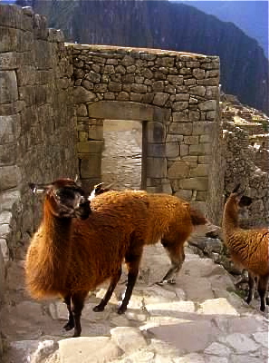 llama machu picchu peru