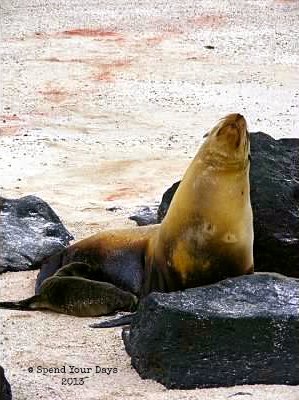 galapagos espanola ecuador sea lion birth
