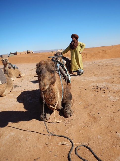 morocco sahara desert camel