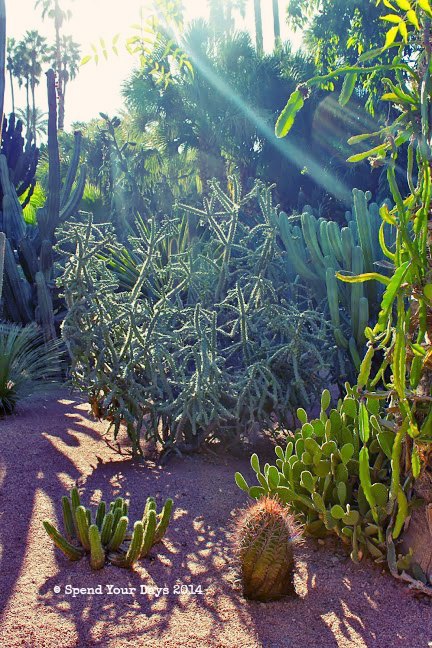 morocco marrakech jardin majorelle cactus