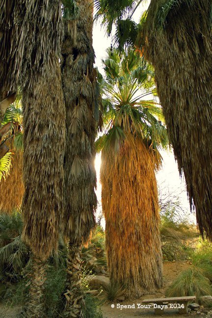 palm springs california living desert