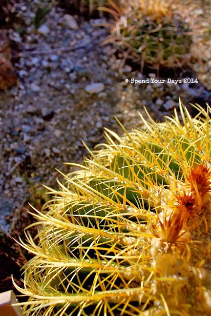 palm springs california cactus