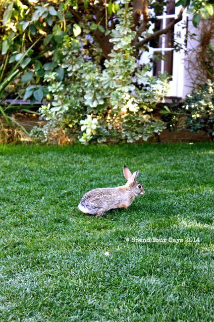 parker palm springs bunny