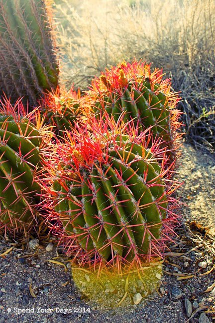 living desert palm springs california cactus