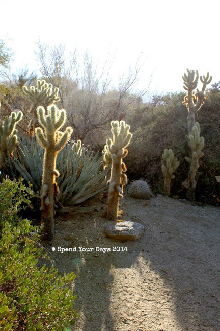 living desert palm springs california cactus