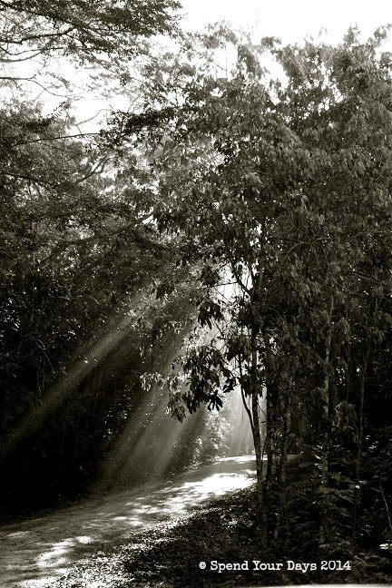 belize road jungle