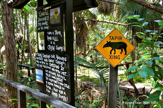 belize zoo tapir