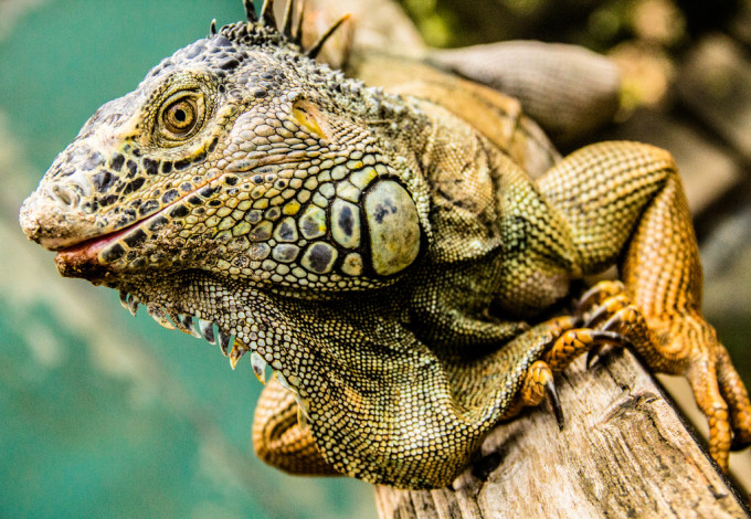 iguana conservation project san ignacio belize