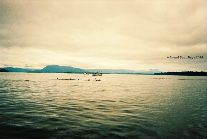 killer whales telegraph cove orca vancouver island canada