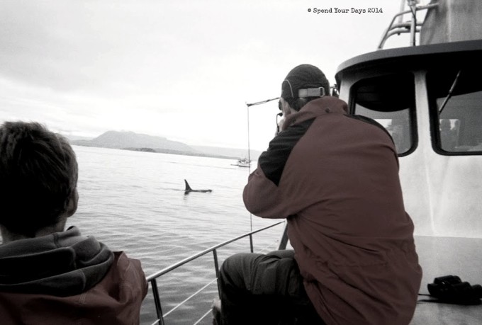 killer whale orca vancouver island telegraph cove