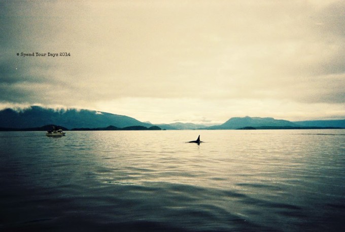 killer whale telegraph cove orca vancouver island