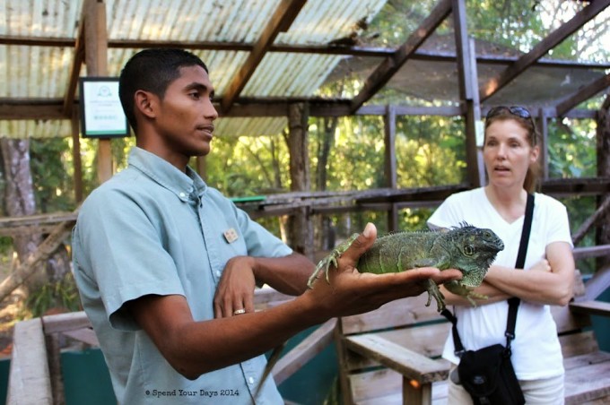 iguana conservation san ignacio belize