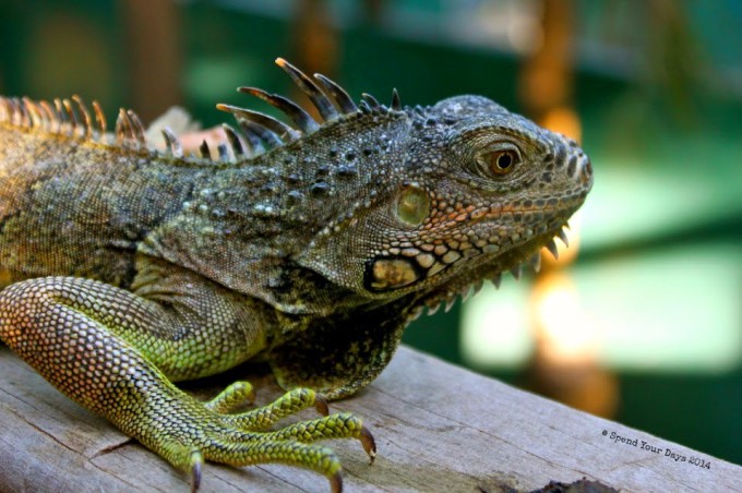 iguana conservation san ignacio belize