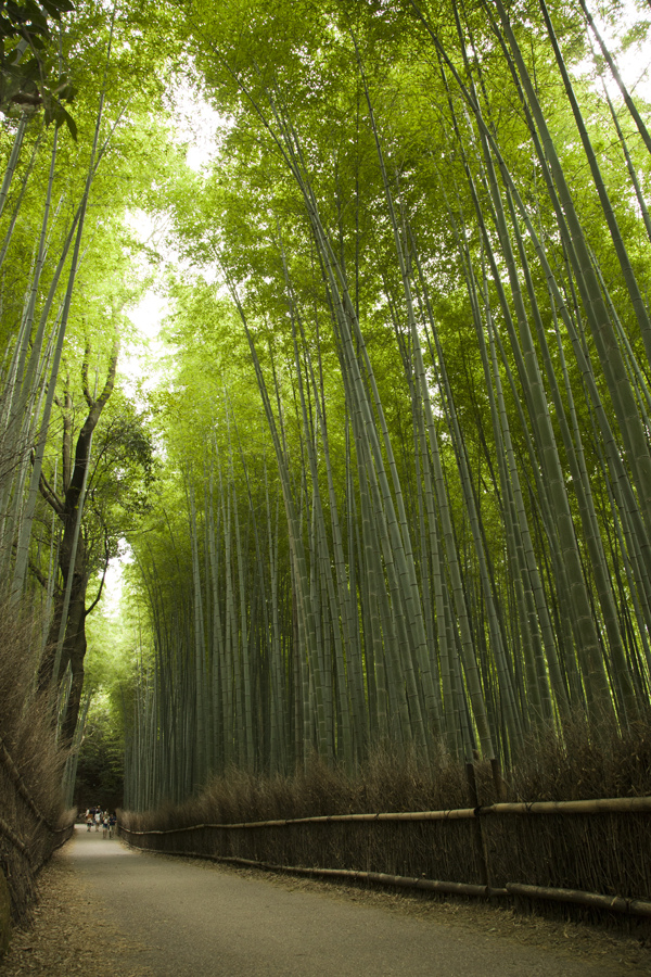 bamboo sagano kyoto japan