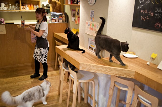 japan cat cafe