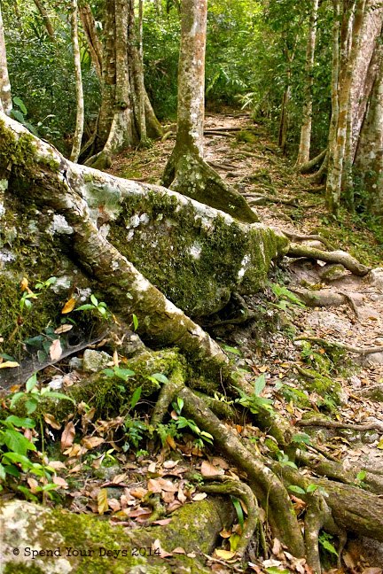 jungle tikal guatemala