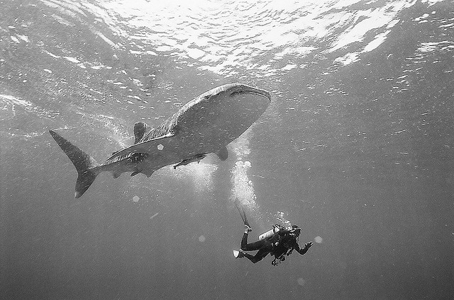 whale shark maldives