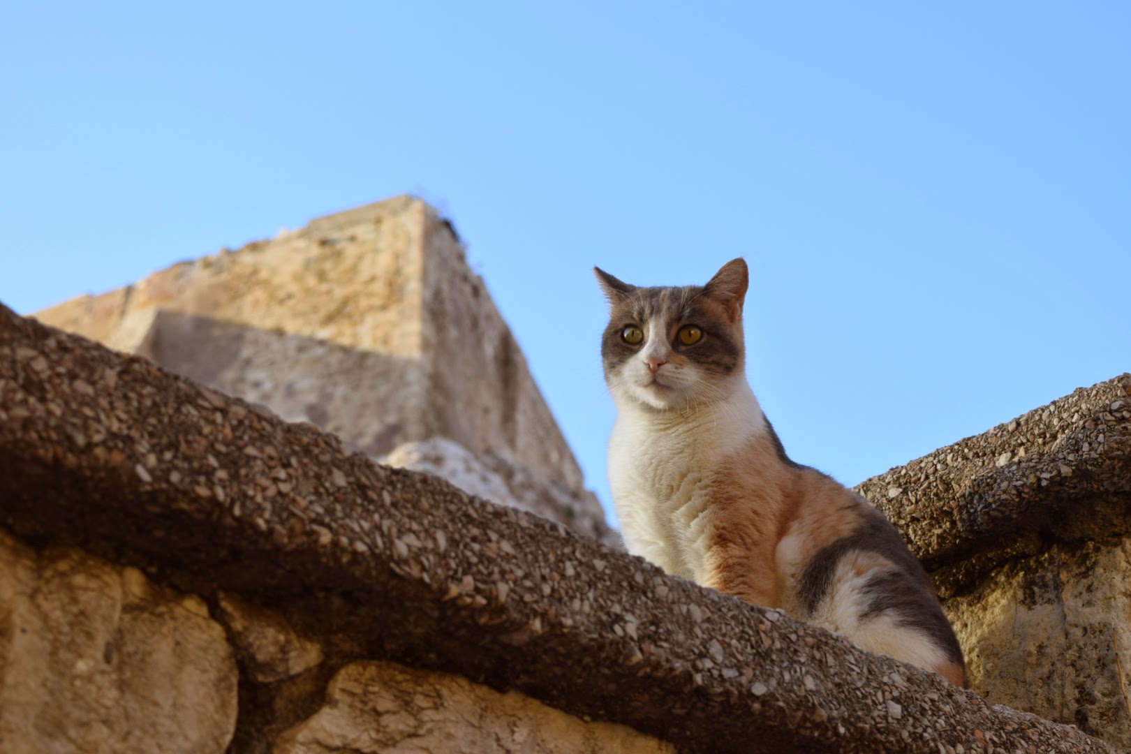 cat acropolis athens greece