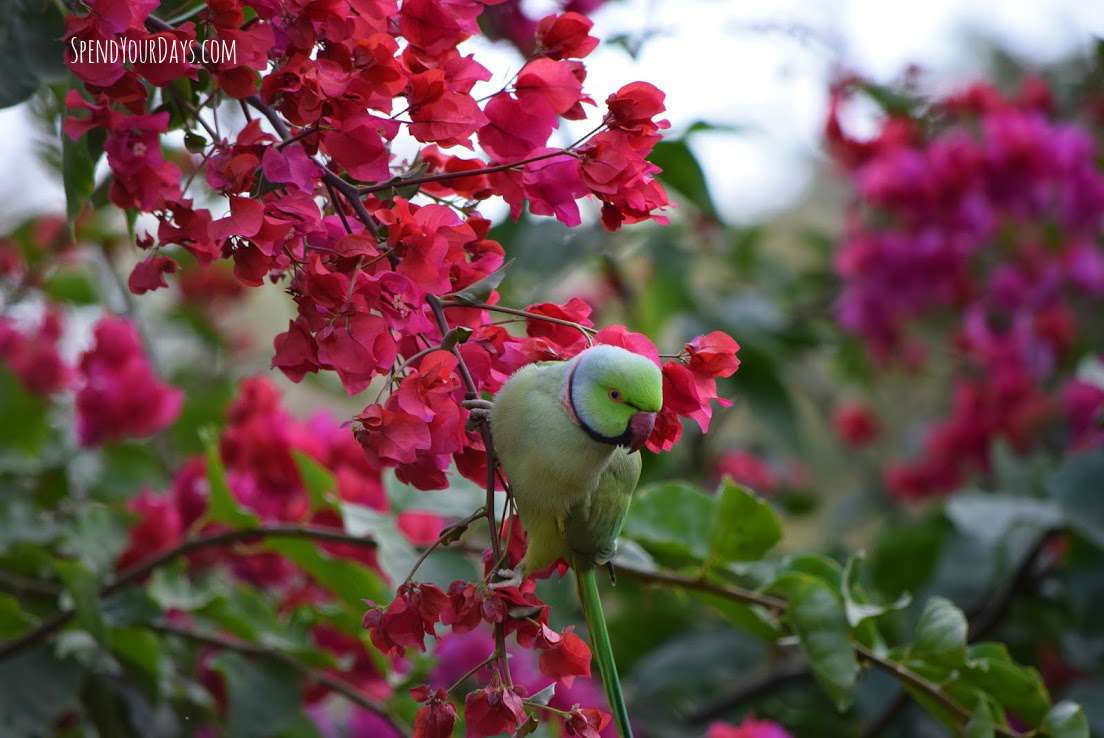 rose-ringed parakeet ranthambore india