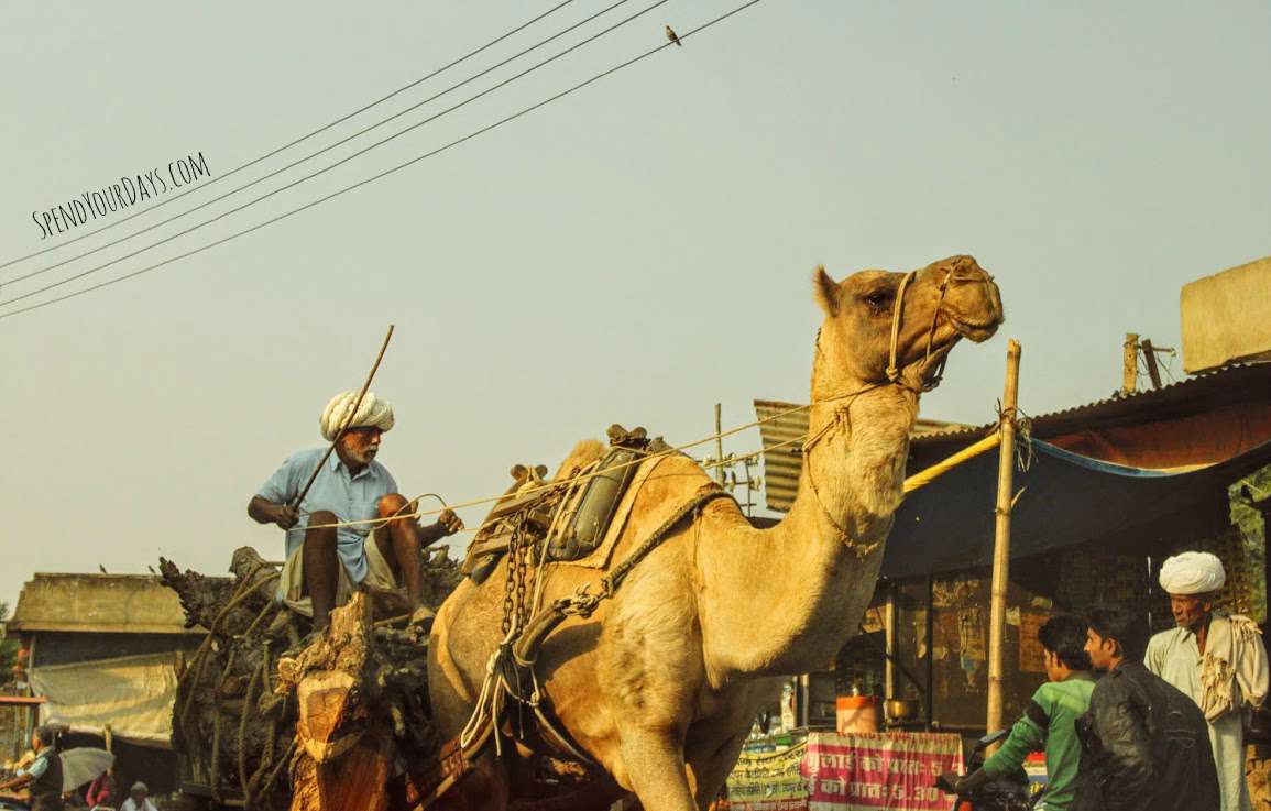 india camel cart