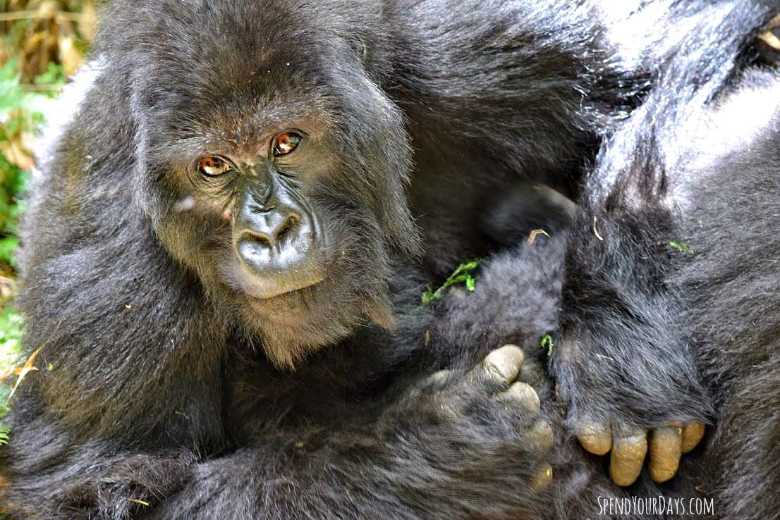 mountain gorilla rwanda