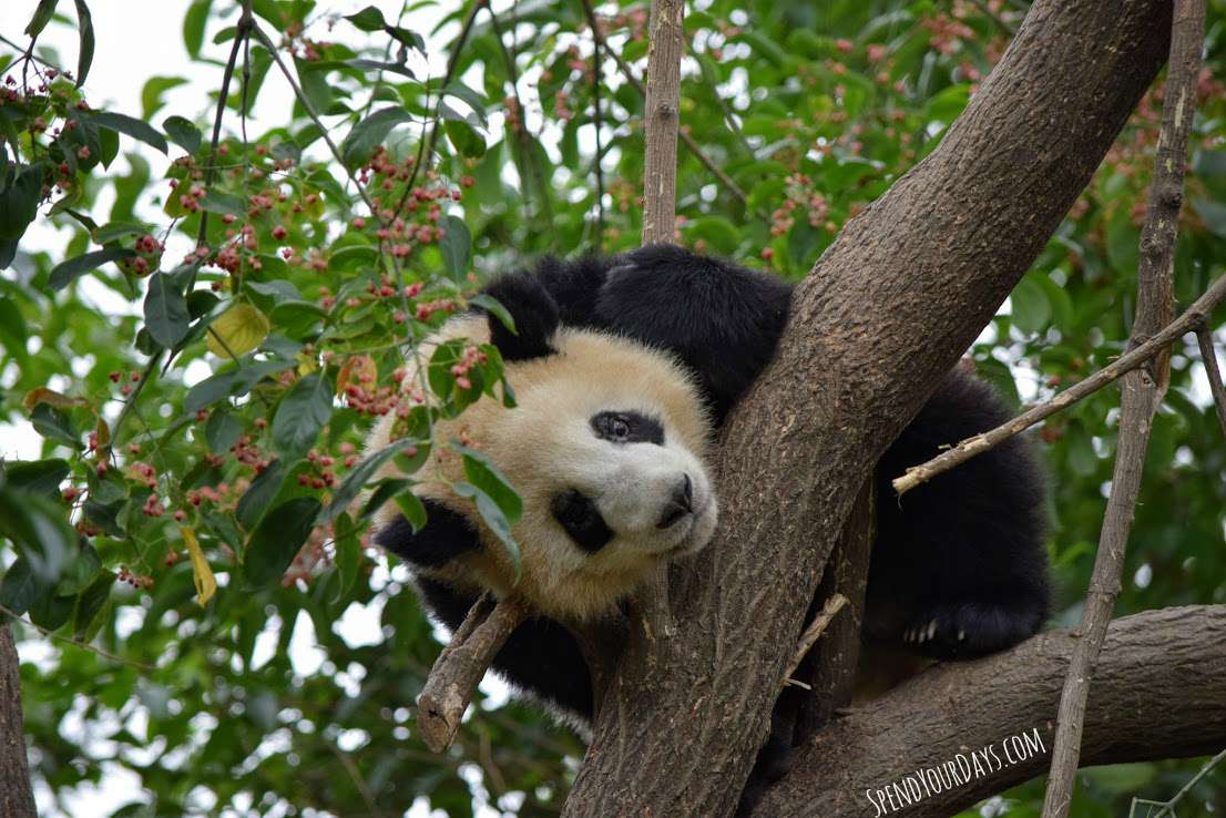 panda breeding centre chengdu china